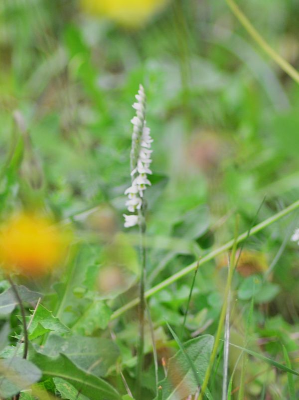 Spiranthes spiralis